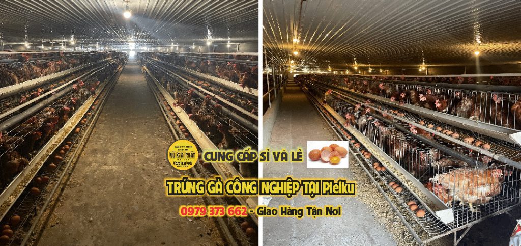 Trứng gà công nghiệp Pleiku