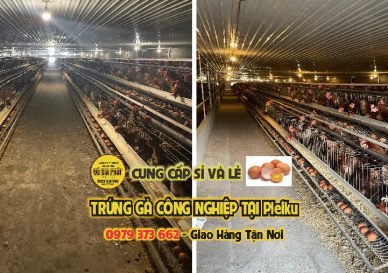 Trứng Gà Công Nghiệp Pleiku